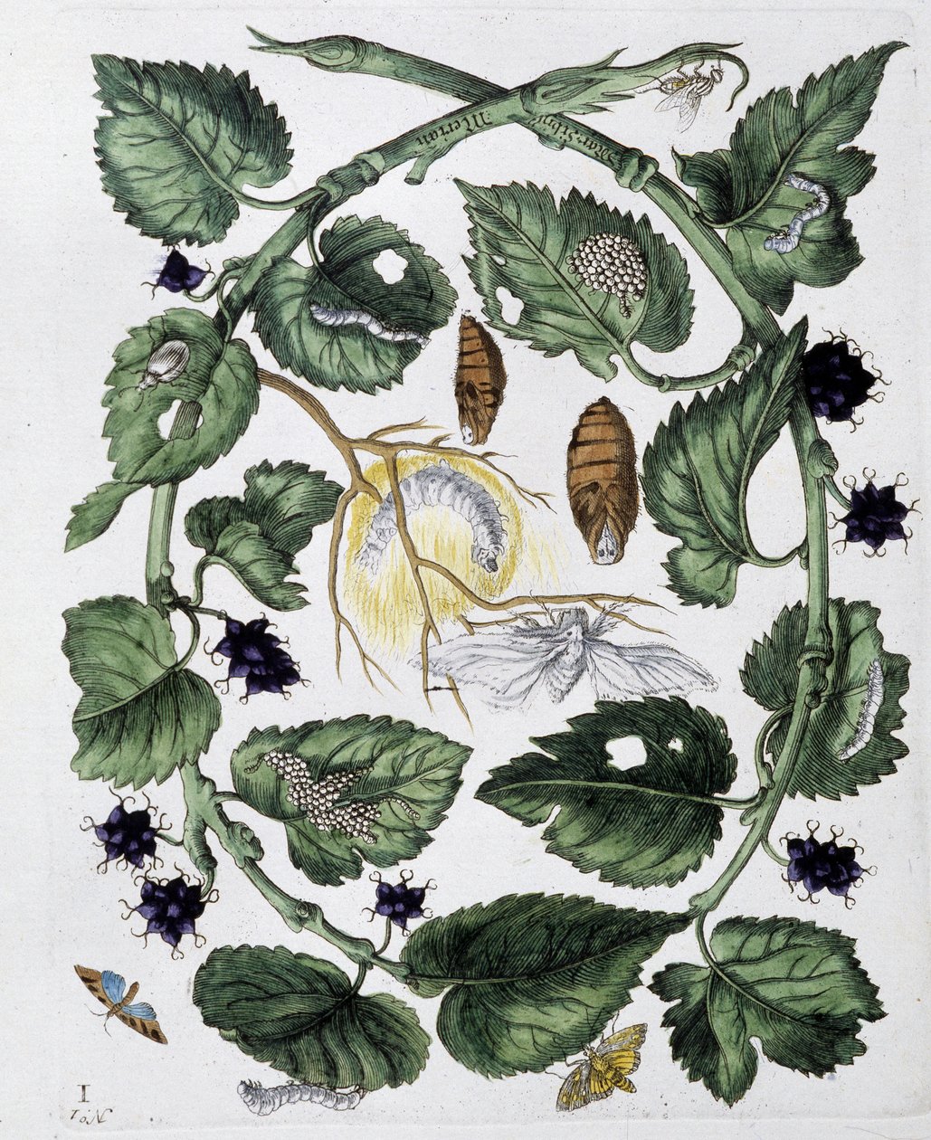 Sommerfugler og puppe - dess. av Maria Sibylla Merian, n.d., ca. slutten av 1700-tallet av Maria Sibylla Merian