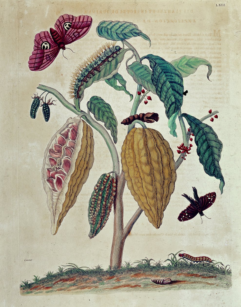 Kakao - i "" Generell historie om insekter i Surinam og hele Europa"" av Maria Sibylla Merian av Maria Sibylla Merian