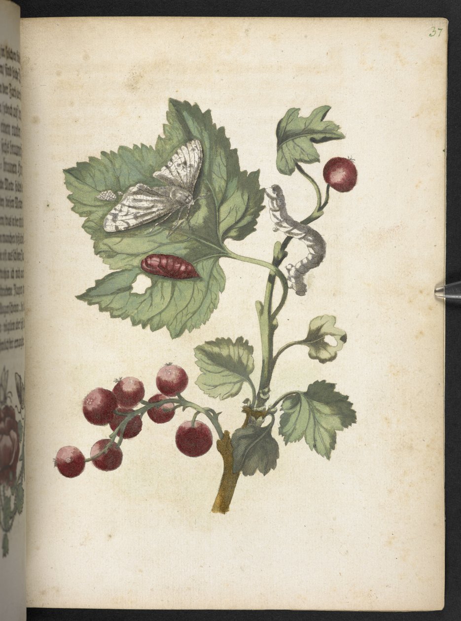 'Den fantastiske metamorfosen til larvene og merkelig blomstermat...' av Maria Sibylla Merian