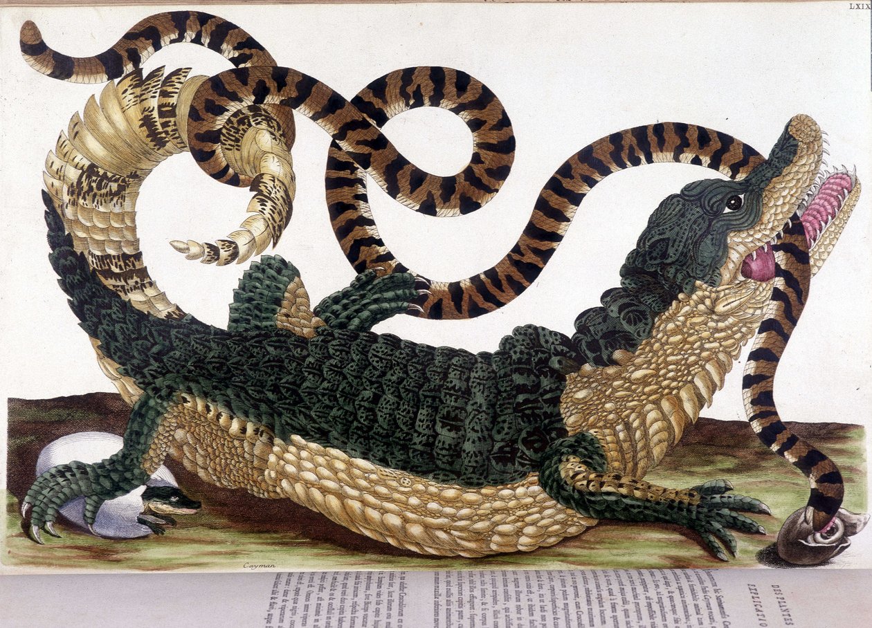 Kamp mellom en krokodille og en slange - i "" Generell historie om insekter i Surinam og hele Europa", av Maria Sibylla de Merian, Paris av Maria Sibylla Merian