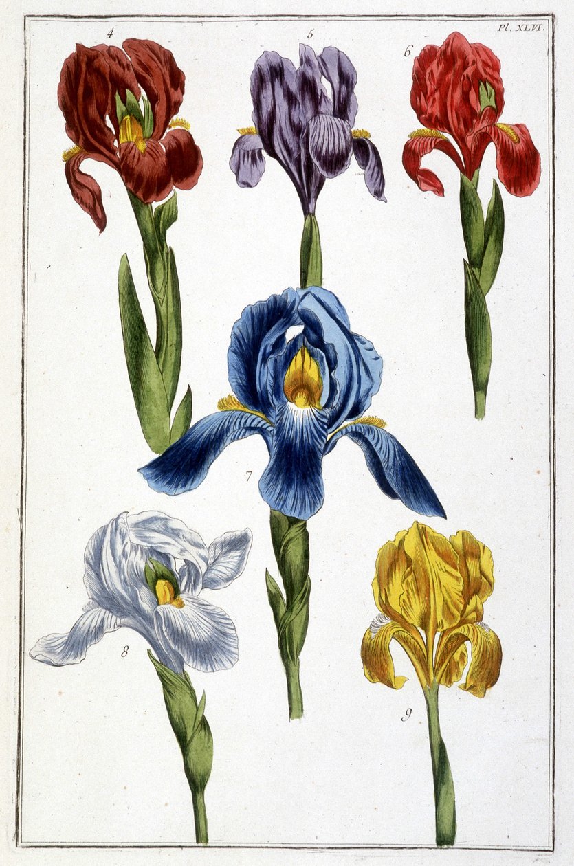 Iris - i "Generell historie om insektene i Surinam og hele Europa"" av Maria Sibylla de Merian, red. Desnos, Paris av Maria Sibylla Merian