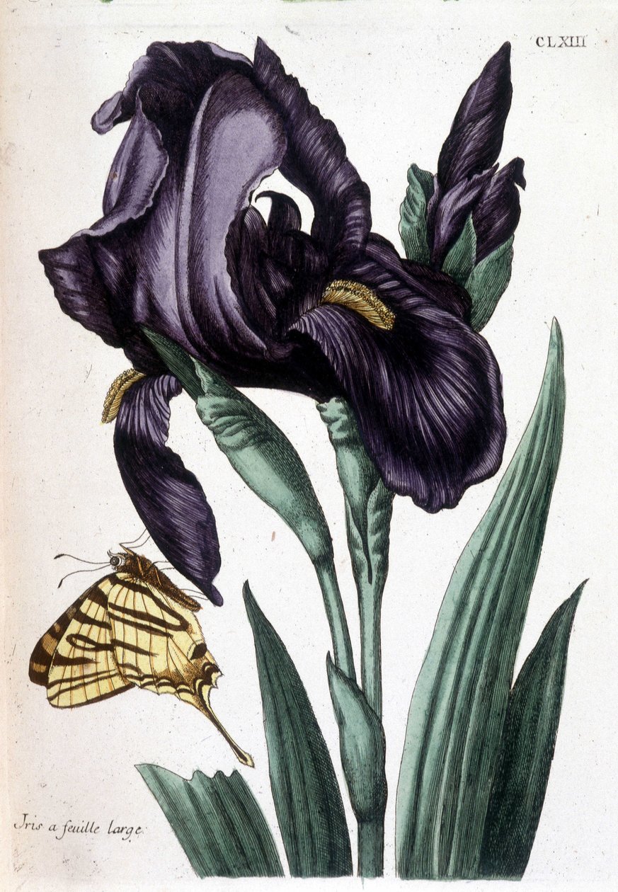 Bredbladet iris - i "Generell historie om insektene i Surinam og hele Europa" av Maria Sibylla de Merian, red. Desnos, Paris av Maria Sibylla Merian