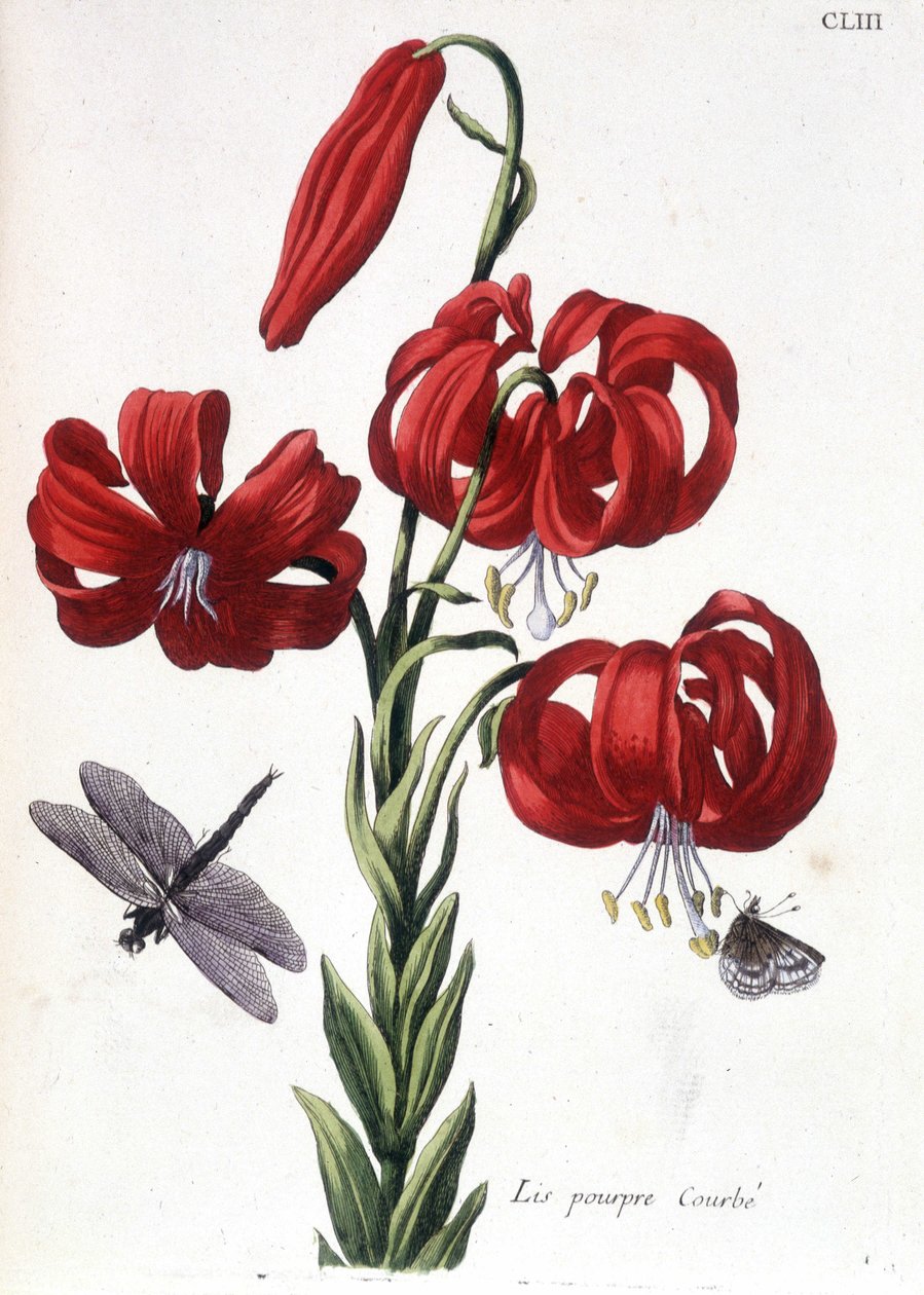 Lys (lilje) lilla Buet - i "" Generell historie om insektene i Surinam og hele Europa"" av Maria Sibylla de Merian, red. Desnos, Paris av Maria Sibylla Merian