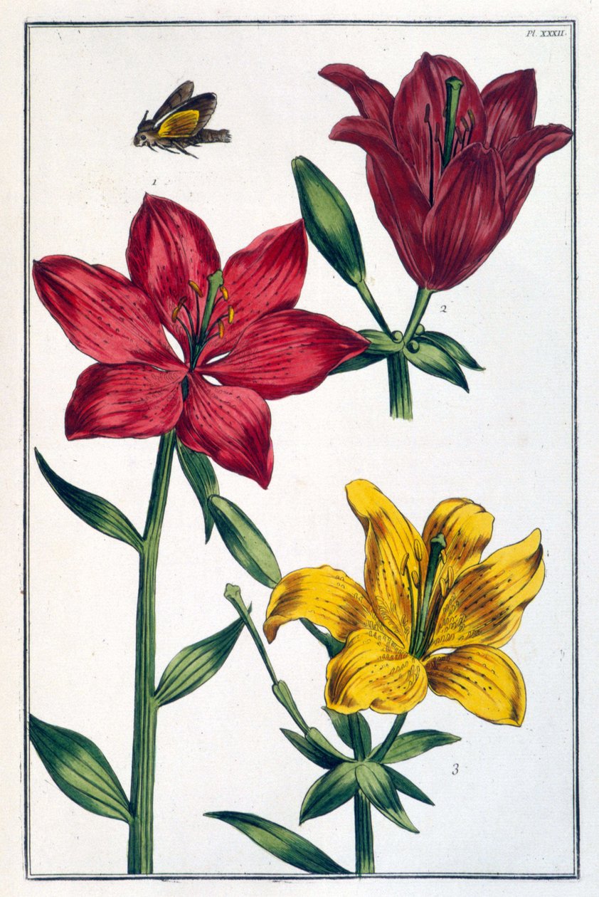 Lilje (lilje) rød - i "" Generell historie om insektene i Surinam og hele Europa"" av Maria Sibylla de Merian, red. Desnos, Paris av Maria Sibylla Merian