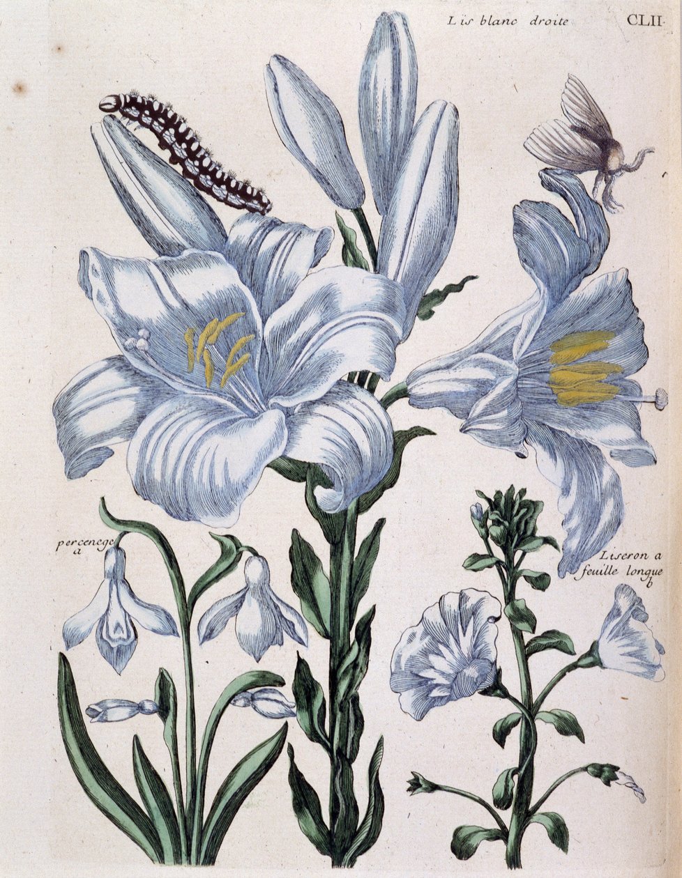Lys (lis) hvit høyre- og langbladkant - i "General History of the Insects of Surinam and All of Europe"" av Maria Sibylla de Merian, red. Desnos, Paris av Maria Sibylla Merian