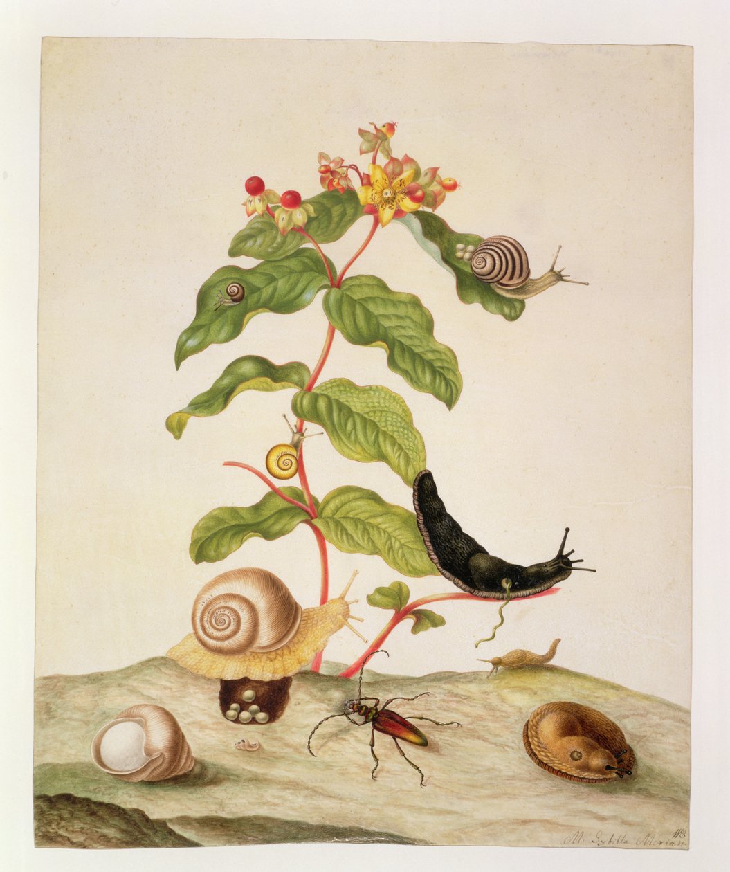 No.1146c Hypericum Baxiforum med snegler og en bille, 1695 av Maria Sibylla Merian