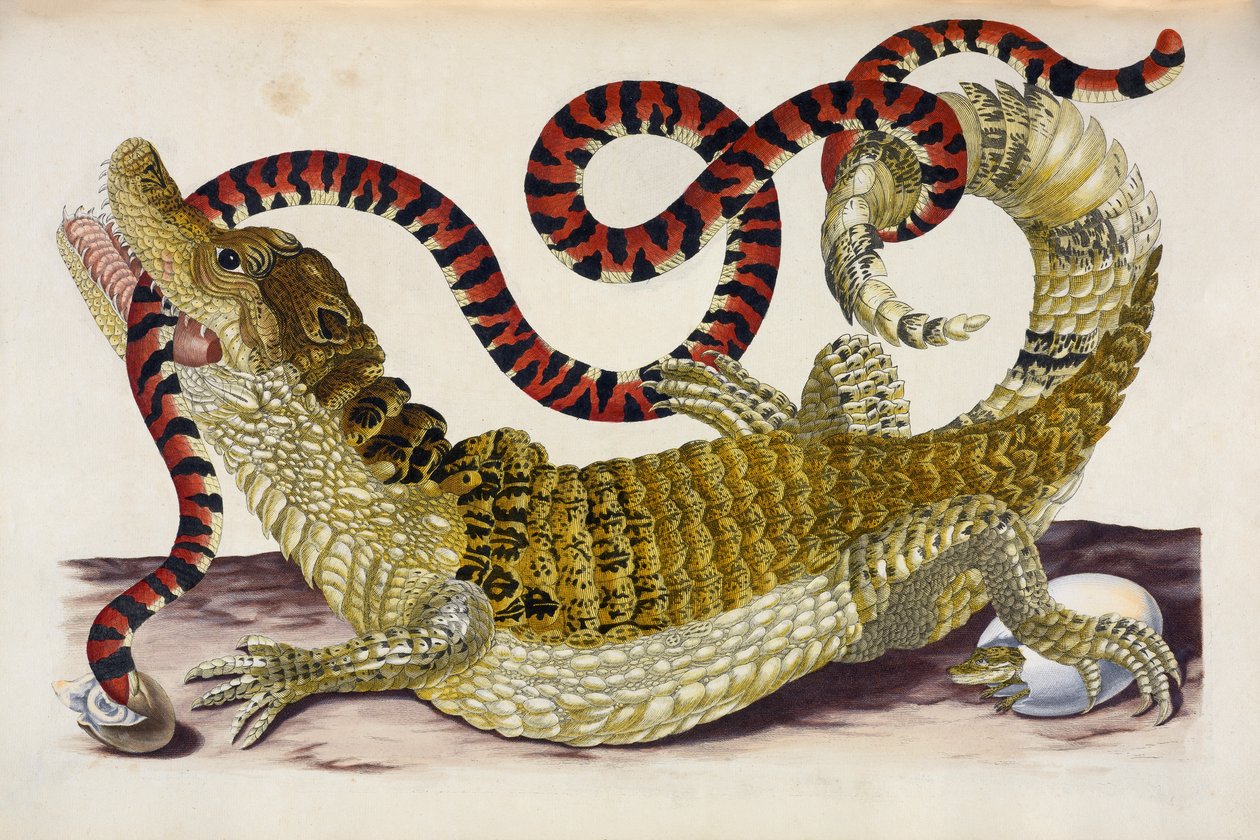 Surinam Caiman beskytter klekkingen hennes mot en korallslange av Maria Sibylla Merian