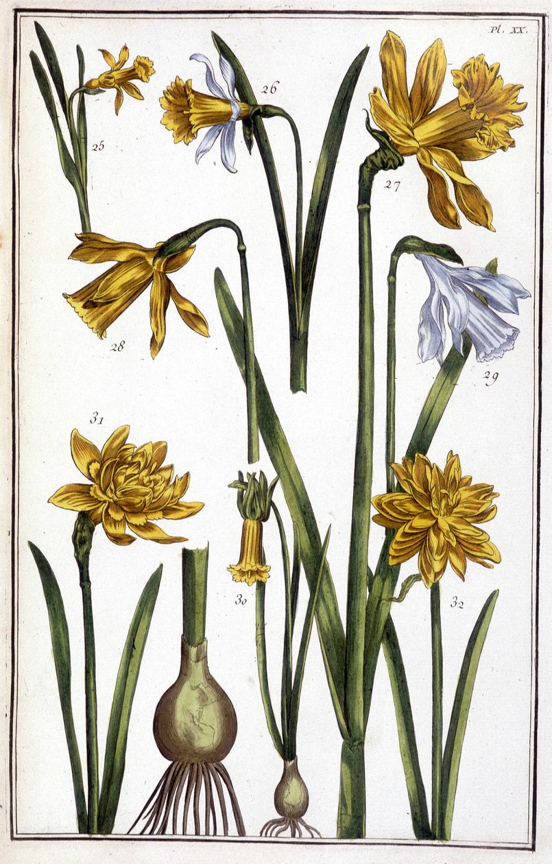 Ukjent bilde av Maria Sibylla Merian
