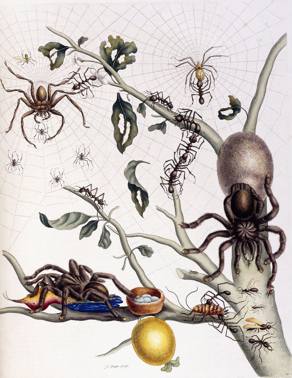 Ulike edderkoppdyr fra Sør-Amerika, 1726 av Maria Sibylla Merian