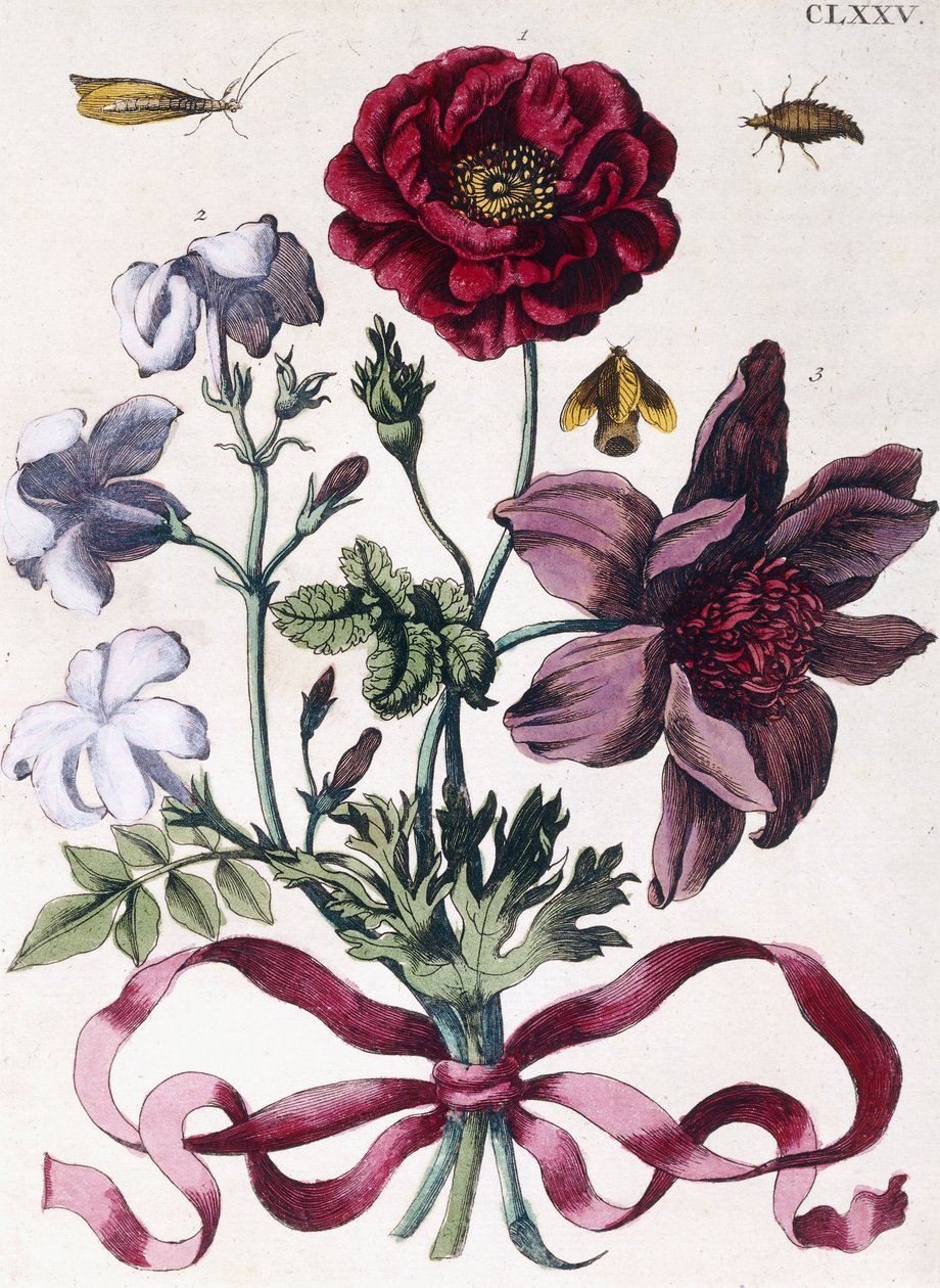 Ulike europeiske insekter og blomster av Maria Sibylla Merian