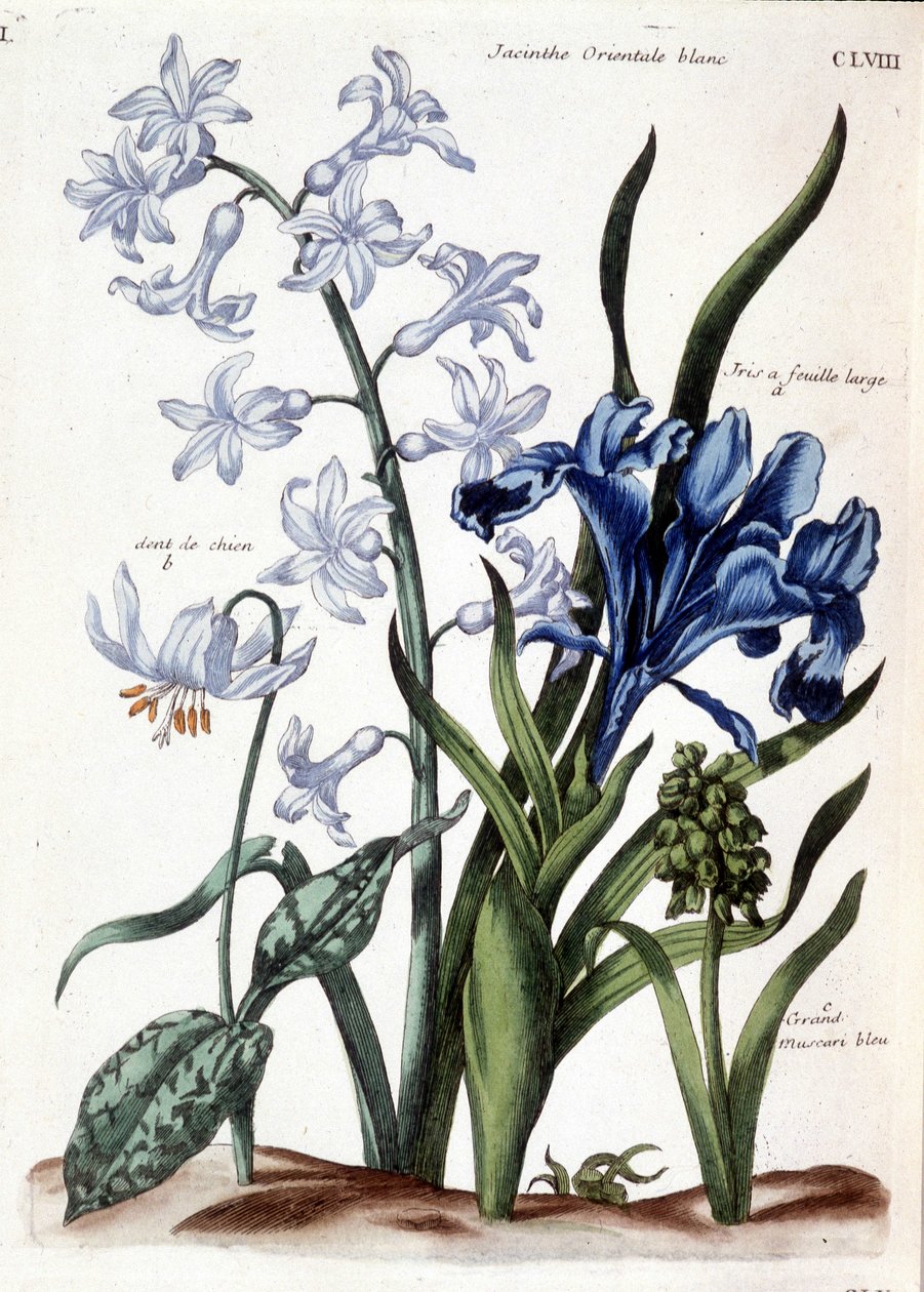 Hvit orientalsk hyasint, stor bladiris, hundetann, stor blå muscari - i "General history of the insects of Surinam and all of Europe"" av Maria Sibylla de Merian, red. Desnos, Paris av Maria Sibylla Merian