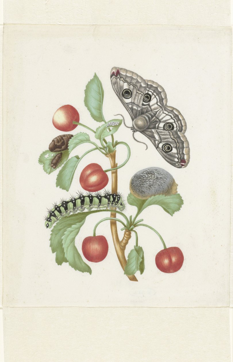 Metamorfose av en liten keisermøll av Maria Sibylla Merian (workshop of)