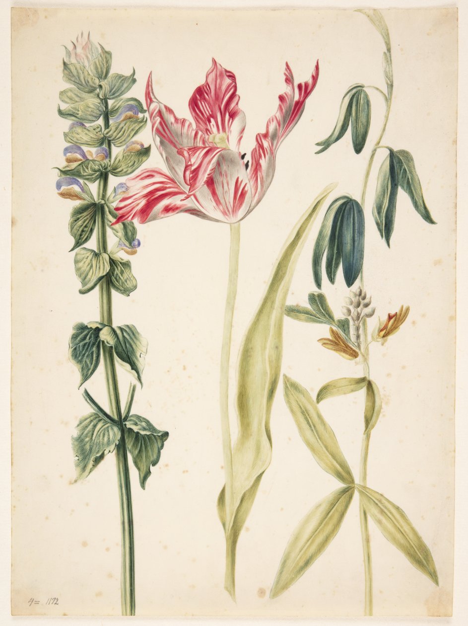 3 blomster, i midten en tulipan av Maria Sibylla Merian