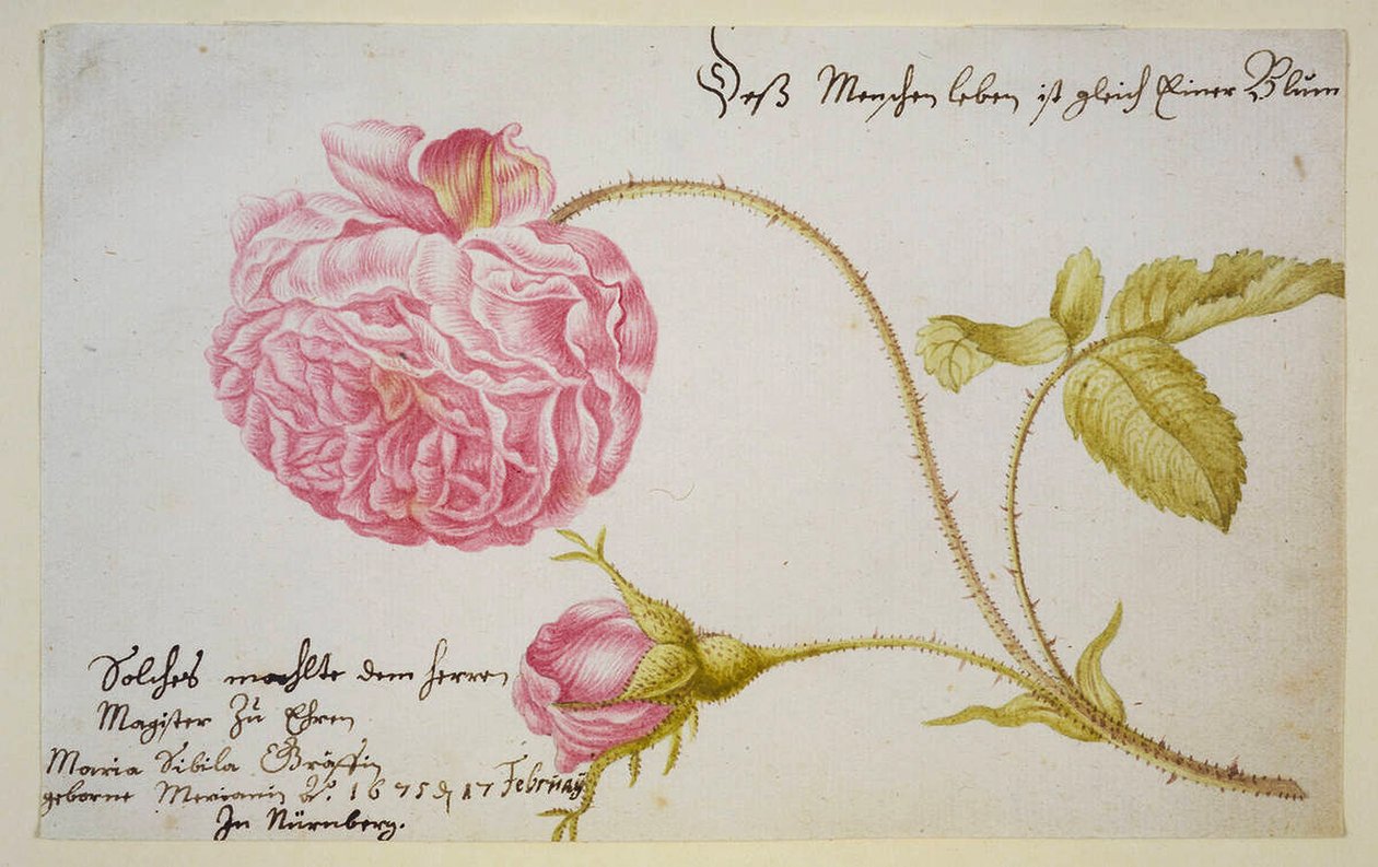 Albumark med rose, 1675 av Maria Sibylla Merian
