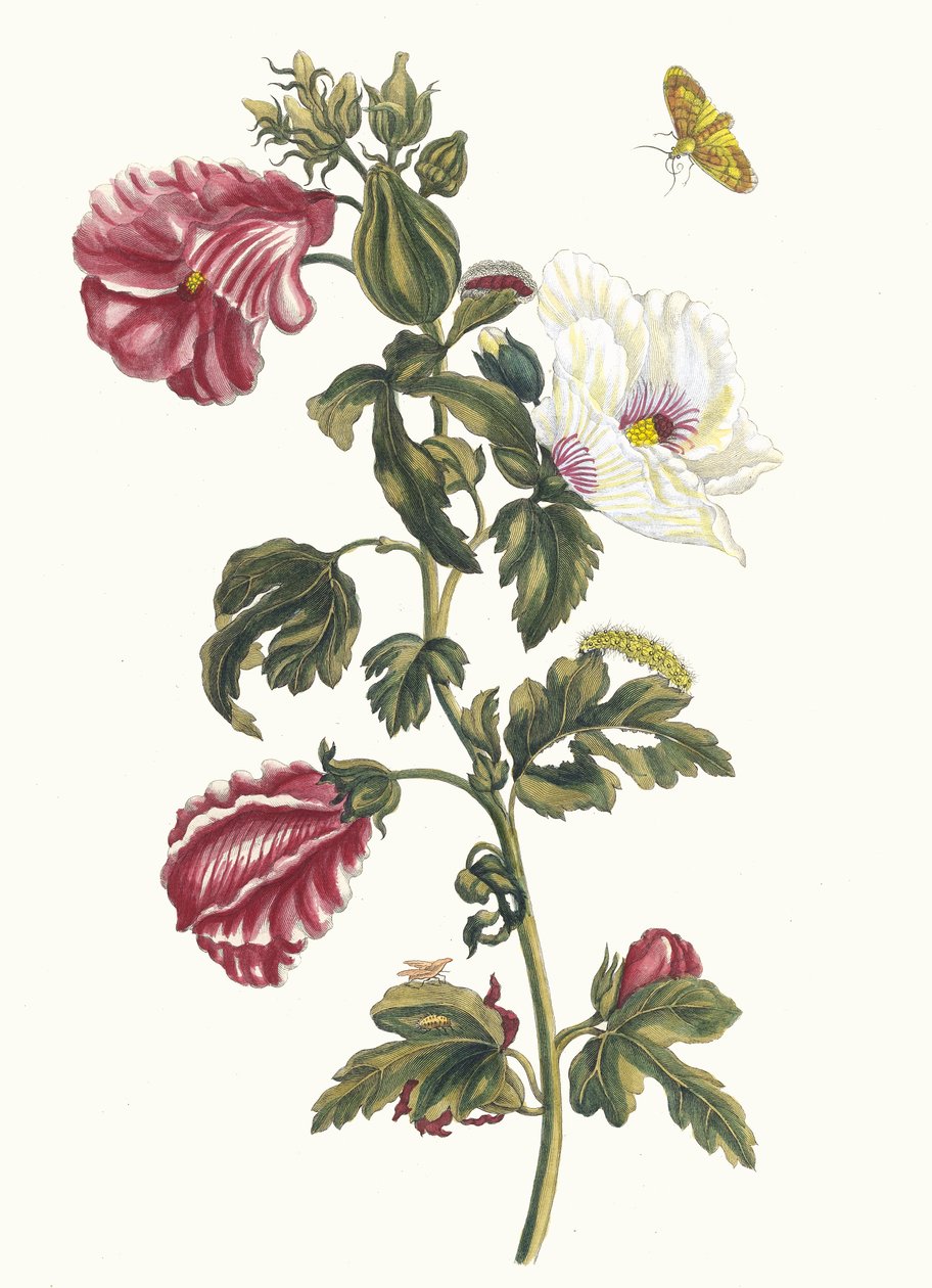 Althea. Fra boken Metamorphosis insectorum Surinamensium, 1705. av Maria Sibylla Merian