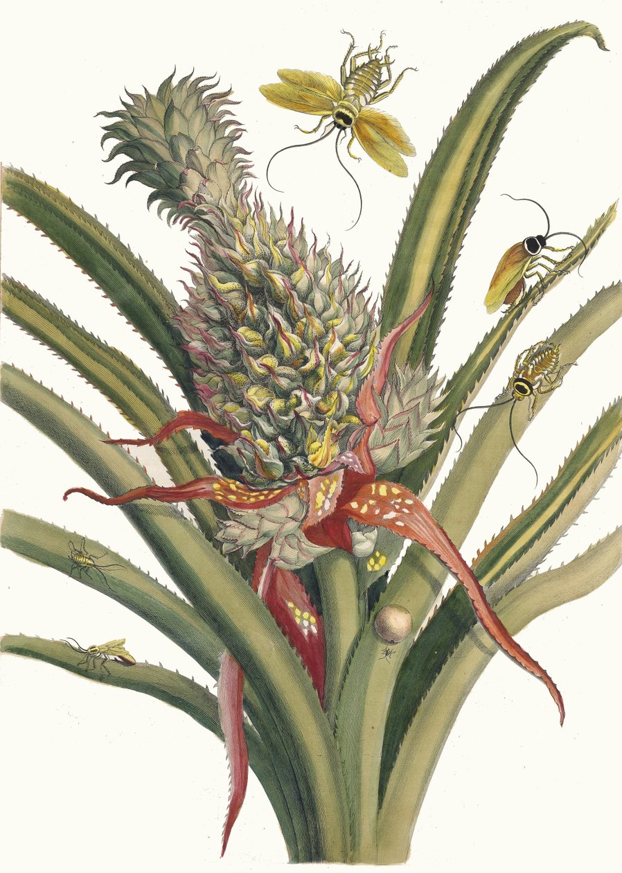 Ananas. Fra boken Metamorphosis insectorum Surinamensium, 1705. av Maria Sibylla Merian