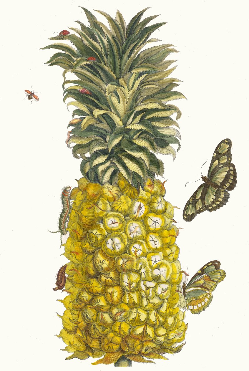 Ananas mur. From the Book Metamorphosis insectorum Surinamensium, 1705.    1188180   no       norwegian Successfully Translated  Original: Strasbourg Translat: Strasbourg 1240544 no norwegian Successfully Translated Original: Louis XIV Translat: Louis XIV  av Maria Sibylla Merian