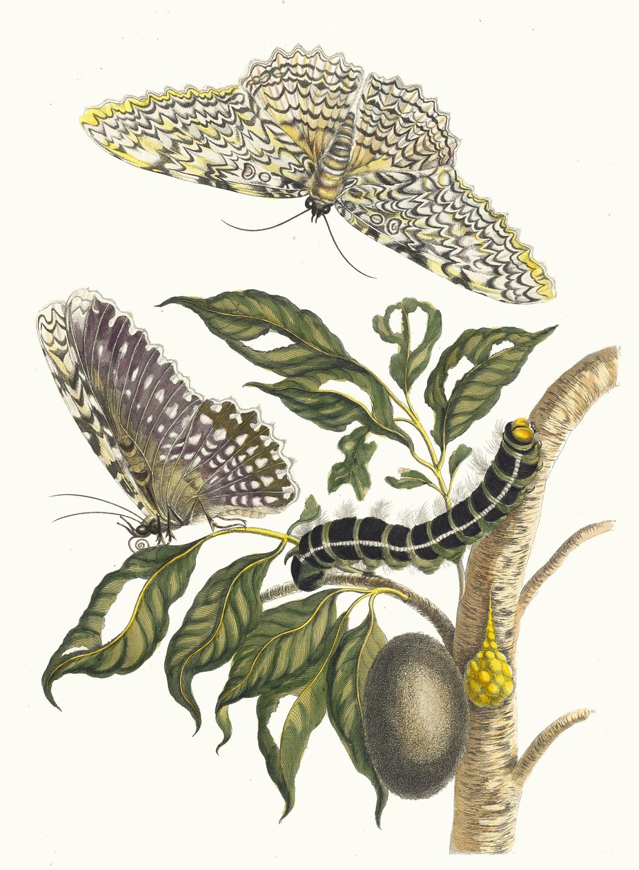 Arbre de gomme-gutte. Fra boken Metamorphosis insectorum Surinamensium, 1705. av Maria Sibylla Merian