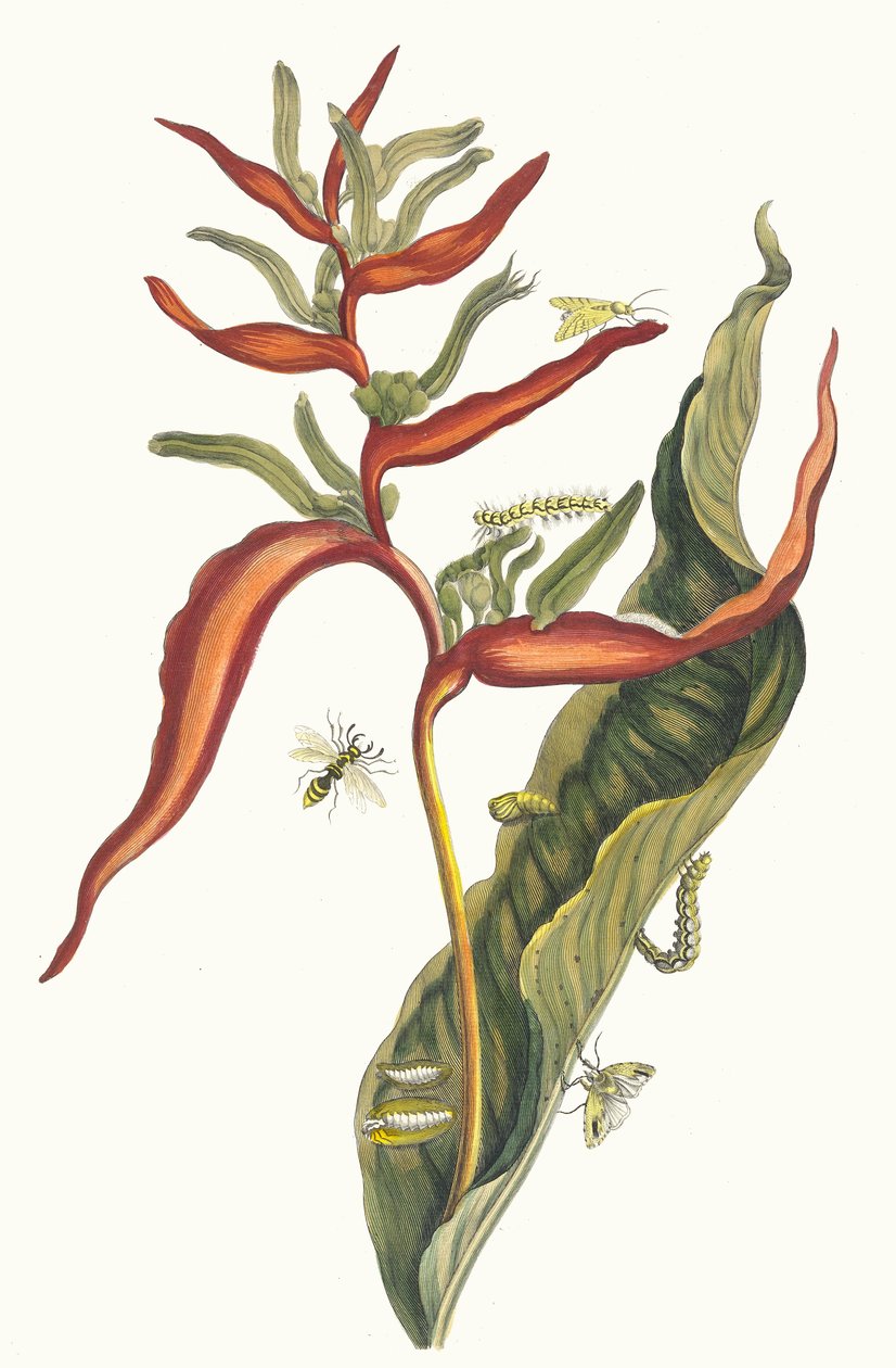 Ballia. Fra boken Metamorphosis insectorum Surinamensium, 1705. av Maria Sibylla Merian