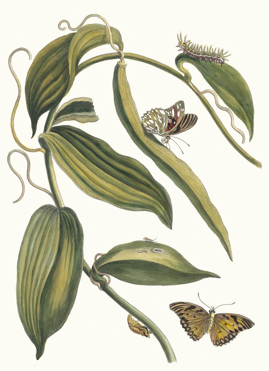 Banille. Fra boken Metamorphosis insectorum Surinamensium, 1705. av Maria Sibylla Merian