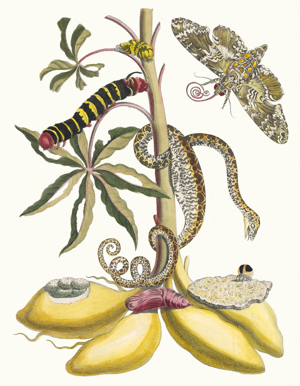 Cassave. Fra boken Metamorphosis insectorum Surinamensium, 1705. av Maria Sibylla Merian