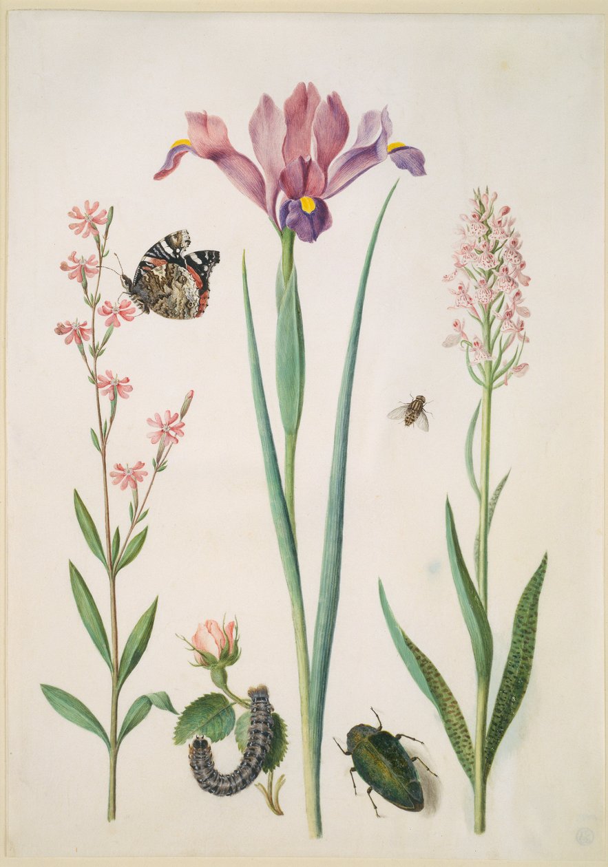 Smelle med admiral, rose med revebjønnspinner, iris, blomsterflue, praktbille og orkidé av Maria Sibylla Merian