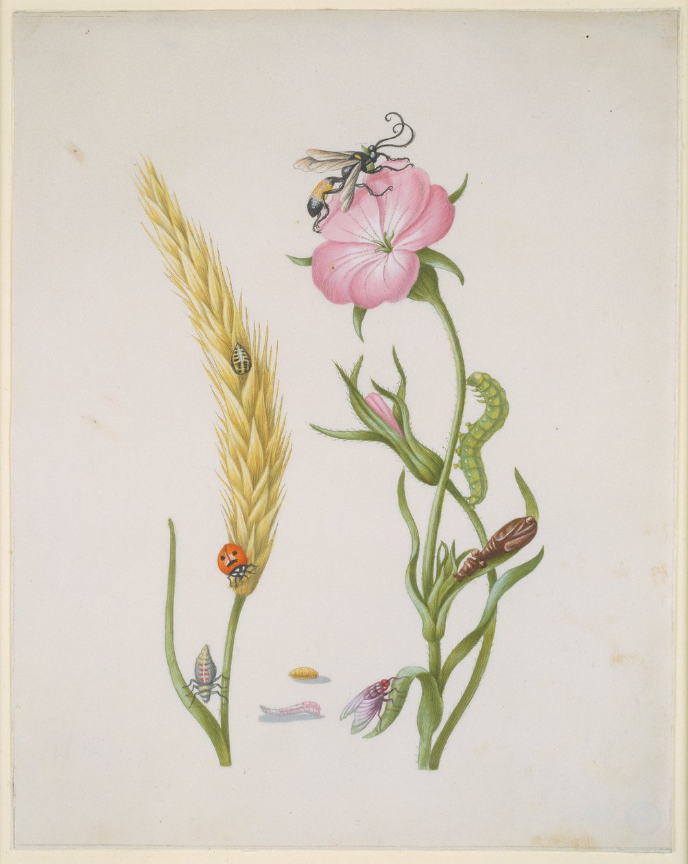 Kornaks og klinte med metamorfoser av den femflekkede marihønen og spyfluen av Maria Sibylla Merian