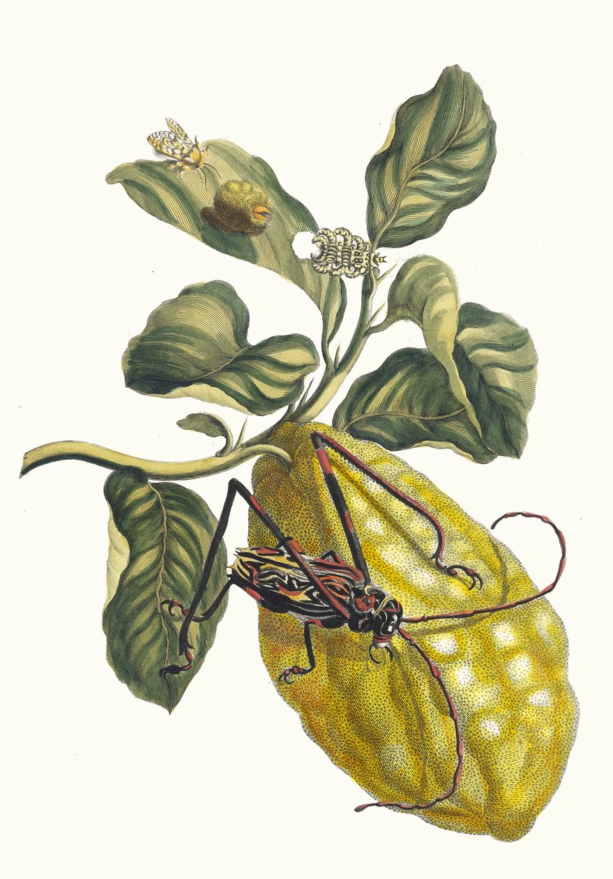 Citronier. Fra boken Metamorphosis insectorum Surinamensium, 1705. av Maria Sibylla Merian