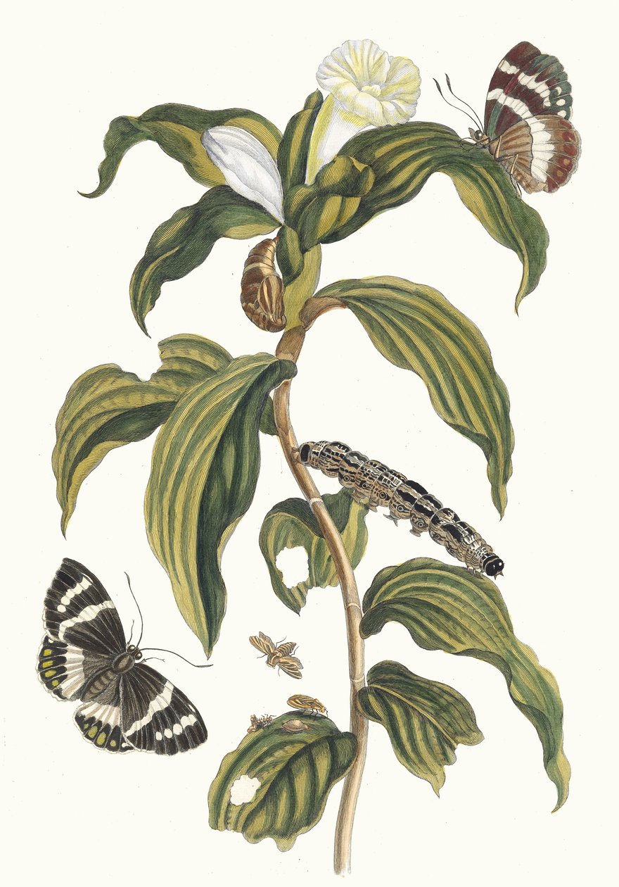 Arabisk pris. Fra boken Metamorphosis of Surinamese insekter, 1705. av Maria Sibylla Merian