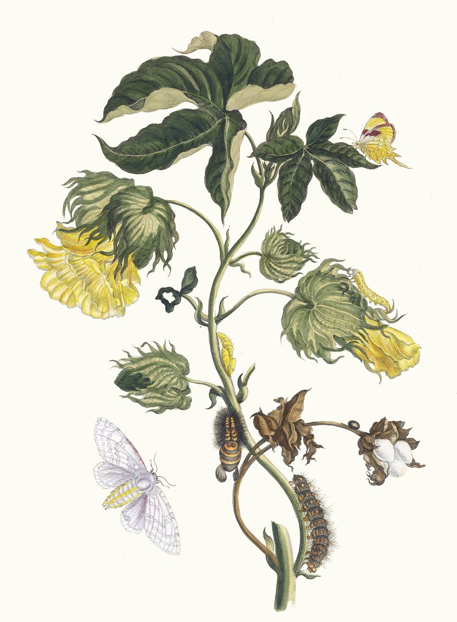 Cotonier. From the Book Metamorphosis insectorum Surinamensium, 1705.    1185847   no       norwegian Successfully Translated  Original: Carolina eend Translat: Carolina eend 1385233 no norwegian Successfully Translated Original: Brown Room, Thomas Adams L av Maria Sibylla Merian