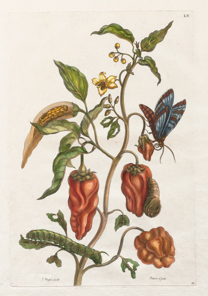 Generell historie om insektene i Surinam og Europa: Vol I, nr. 55 - Indisk pepper av Maria Sibylla Merian
