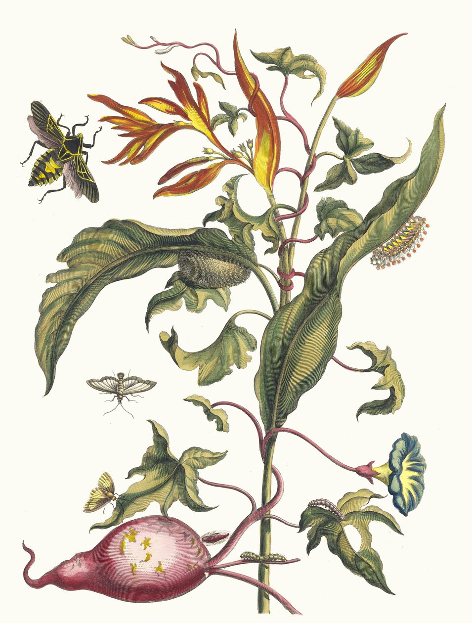 Ipomoea batatas og Heliconia psittacum. Fra boken Metamorphosis insectorum..., 1705. av Maria Sibylla Merian