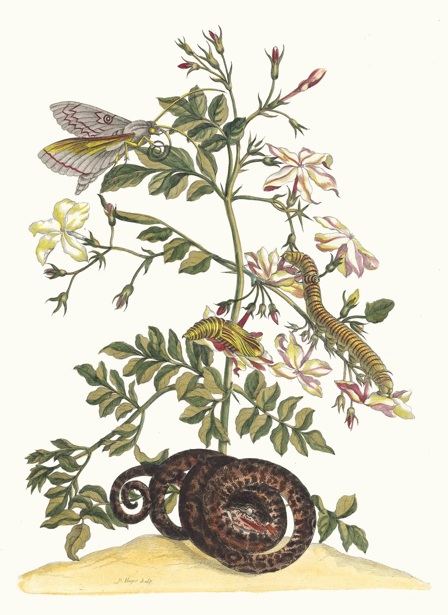Jasminum grandiflorum. Fra boken Metamorphosis insectorum Surinamensium, 1705. av Maria Sibylla Merian