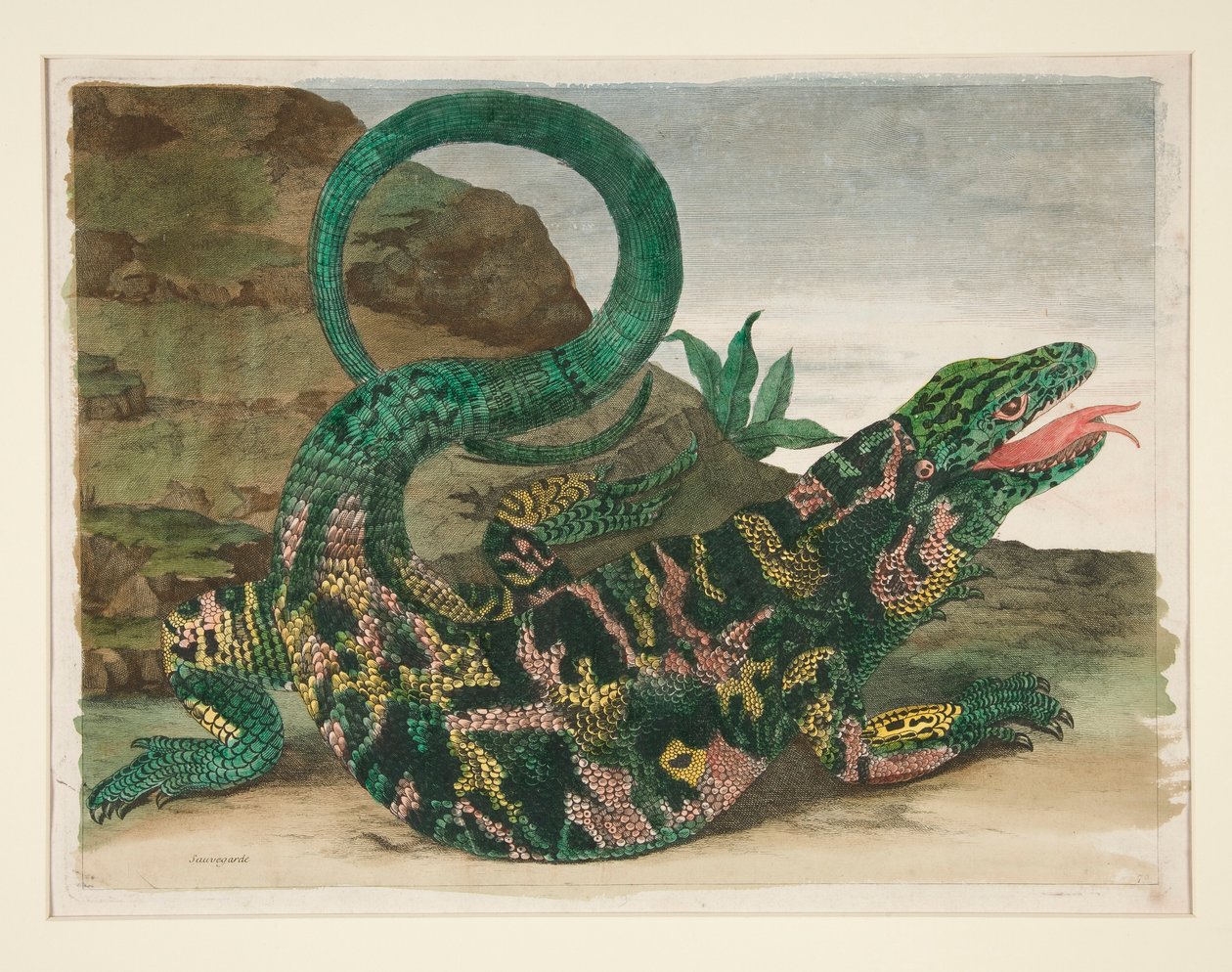 Øgle, fra Metamorphosis Insectorum Surinamensium av Maria Sibylla Merian