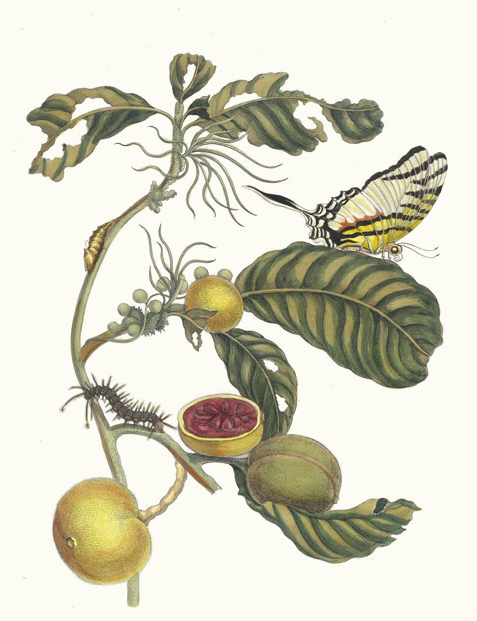 Marmelade doosjes Boom. Fra boken Metamorphosis insectorum Surinamensium, 1705. av Maria Sibylla Merian