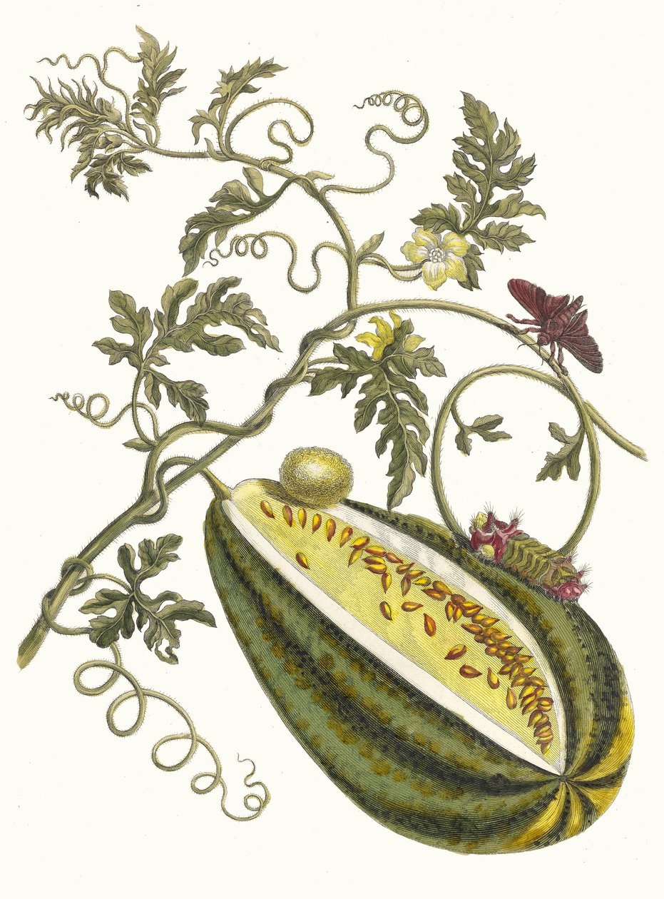 Melon d'Eau. Fra boken Metamorphosis insectorum Surinamensium, 1705. av Maria Sibylla Merian