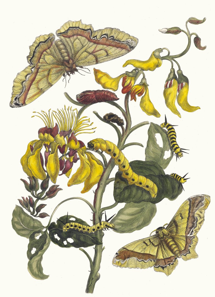 Pallisaden-boom. Fra boken Metamorphosis insectorum Surinamensium, 1705. av Maria Sibylla Merian