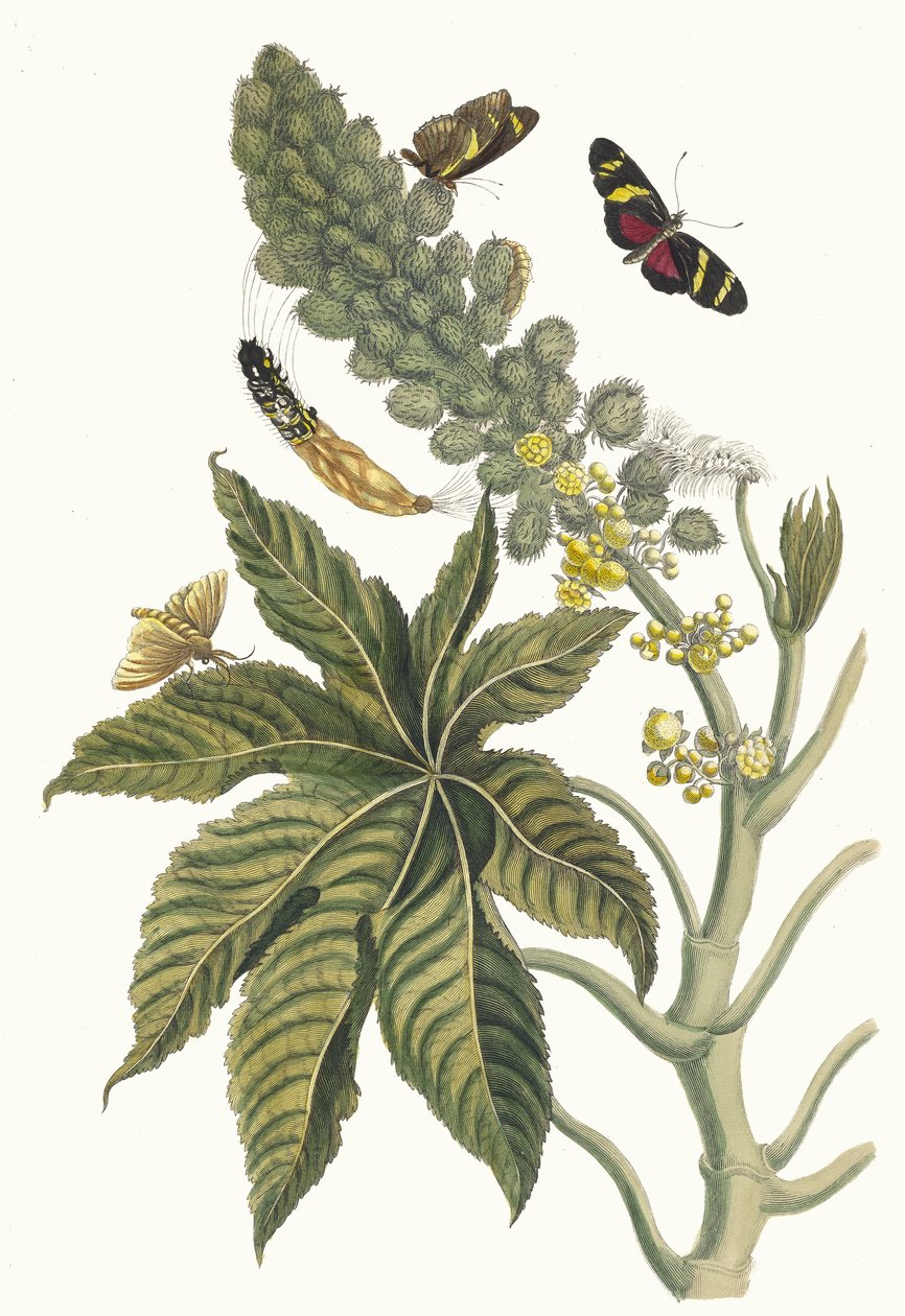 Palma Christi. Fra boken Metamorphosis insectorum Surinamensium, 1705. av Maria Sibylla Merian