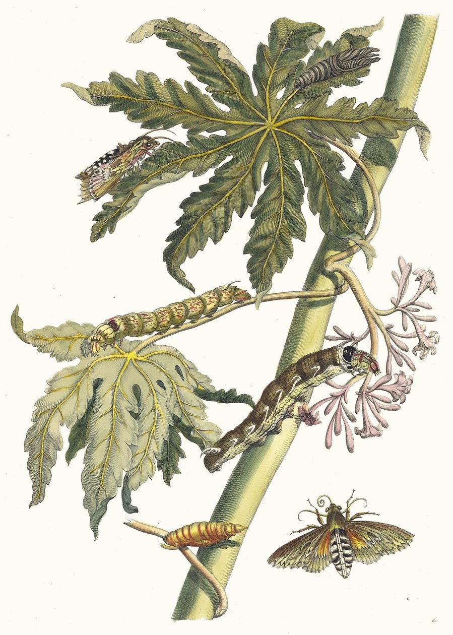 Papay. Fra boken Metamorphosis insectorum Surinamensium, 1705. av Maria Sibylla Merian