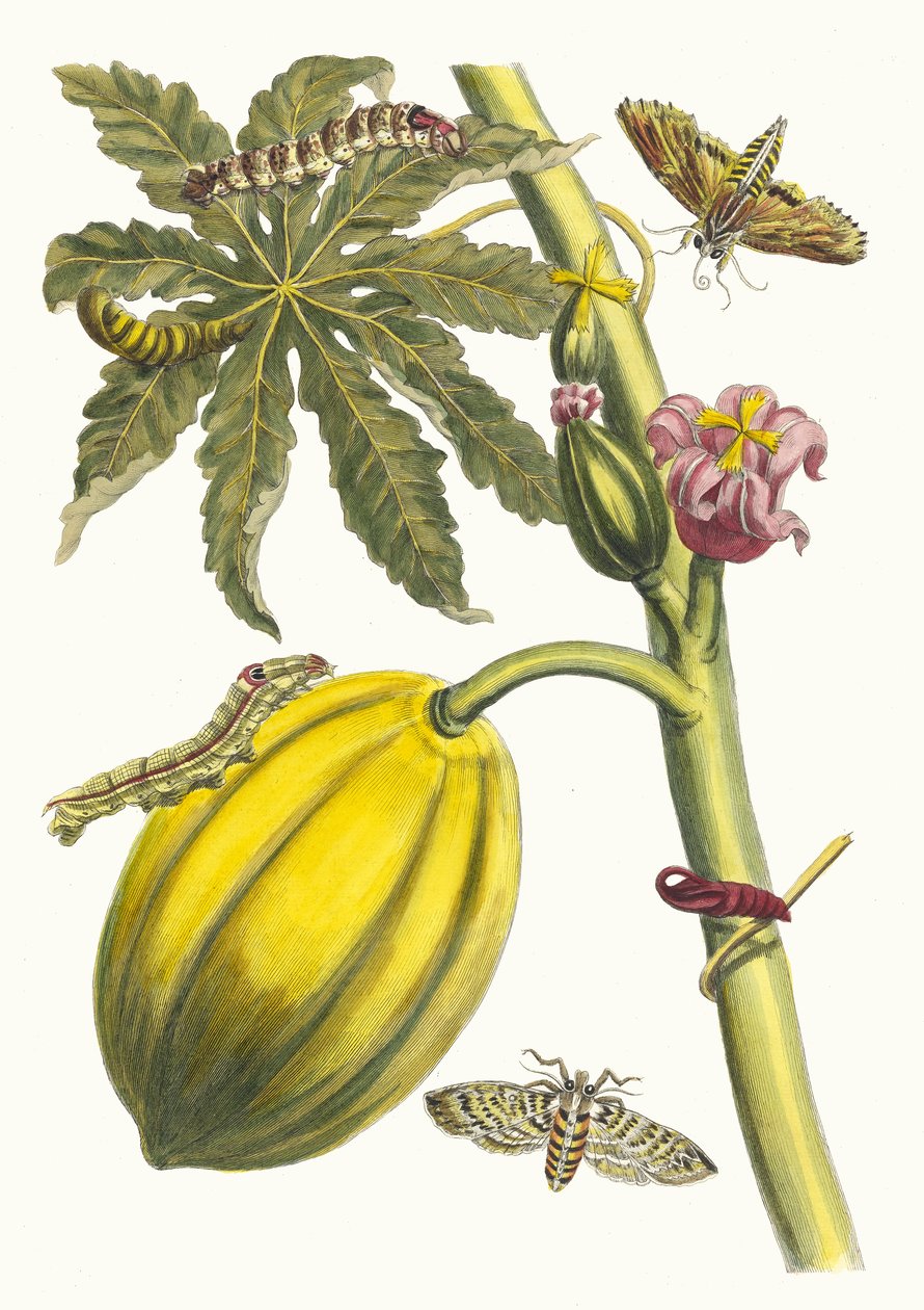 Papaya. Fra boken Metamorphosis insectorum Surinamensium, 1705. av Maria Sibylla Merian
