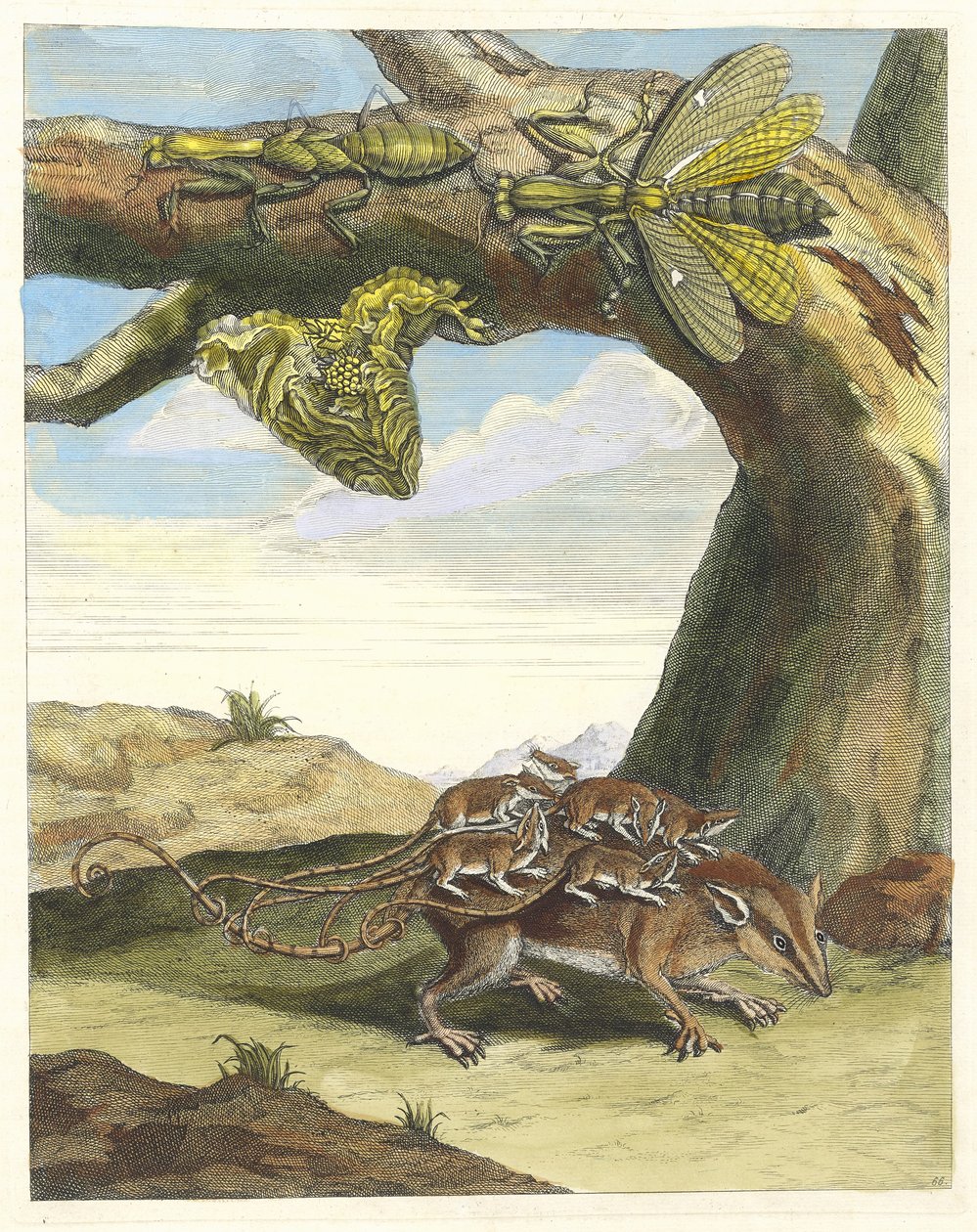 Rotte av skogen. Fra boken Metamorphosis insectorum Surinamensium, 1705. av Maria Sibylla Merian