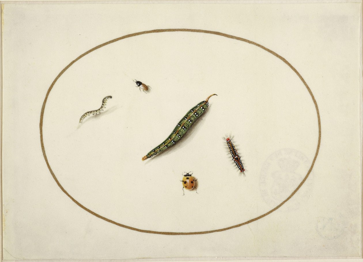 Larver og insekter, i en horisontal oval, innrammet av en gyllen linje, fint utført som en miniatyr av Maria Sibylla Merian