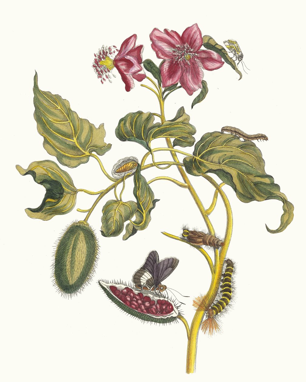 Rocu. From the Book Metamorphosis insectorum Surinamensium, 1705.    1186186   no       norwegian Successfully Translated  Original: The Dead Medusa (chalk on paper) Translat: The Dead Medusa (chalk on paper) 1399984 no norwegian Successfully Translated Or av Maria Sibylla Merian