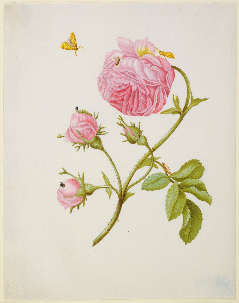 Rose med metamorfose av en bladvikler og en pålimt billelarve av Maria Sibylla Merian