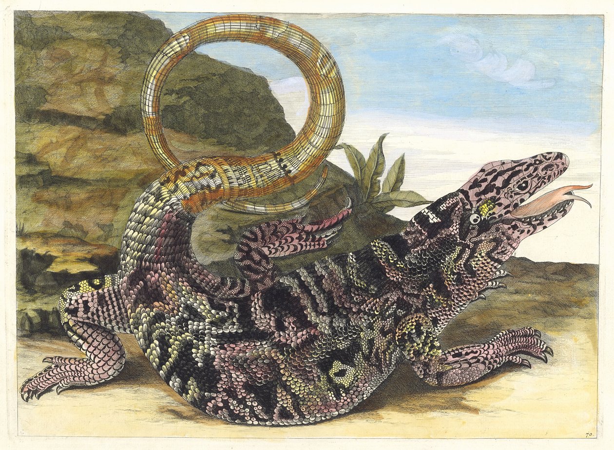 Sauvegarde. Fra boken Metamorphosis insectorum Surinamensium, 1705. av Maria Sibylla Merian