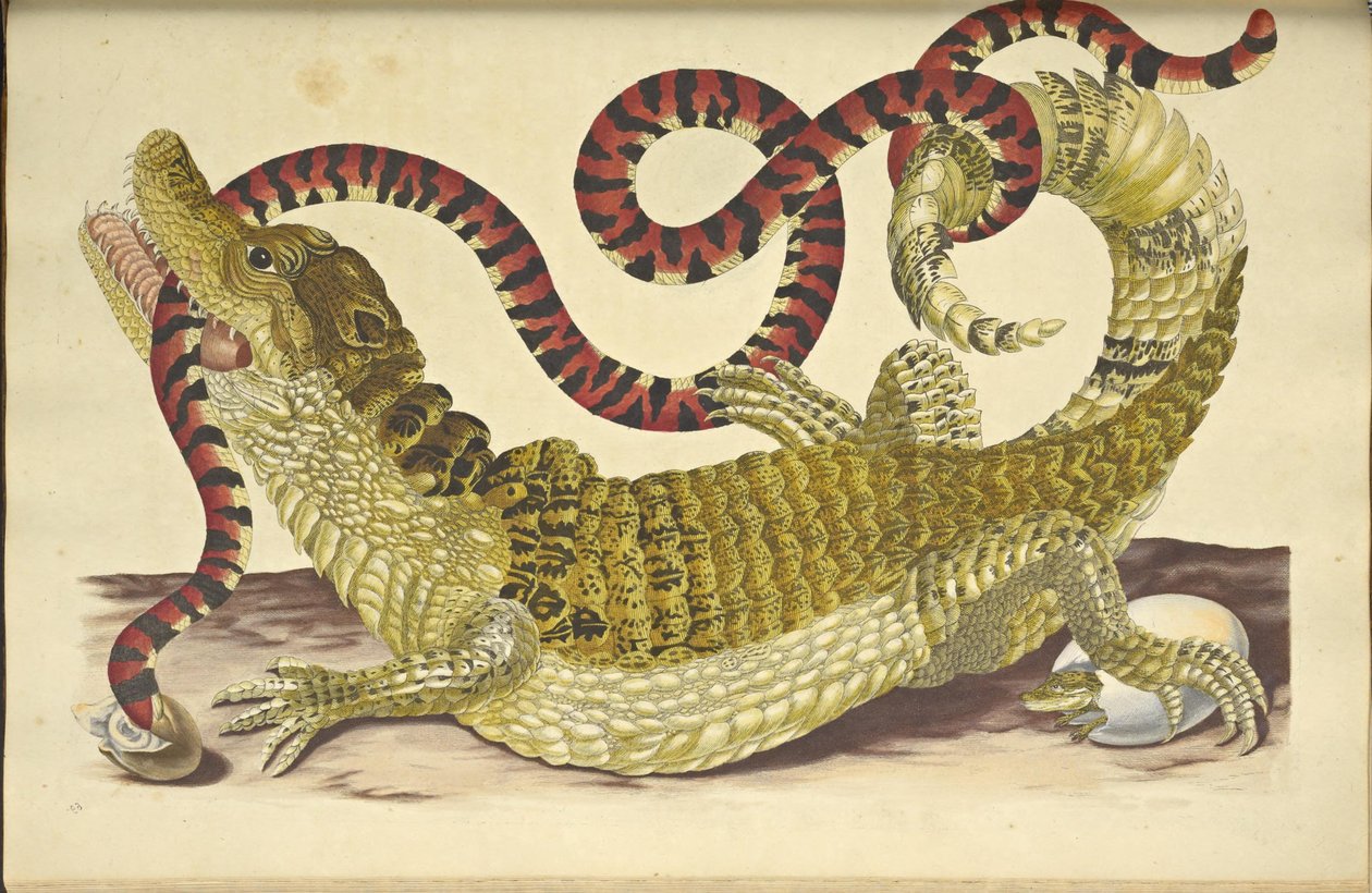 Brille Caiman Caiman crocodilus and a False Coral Snake, 1705. av Maria Sibylla Merian