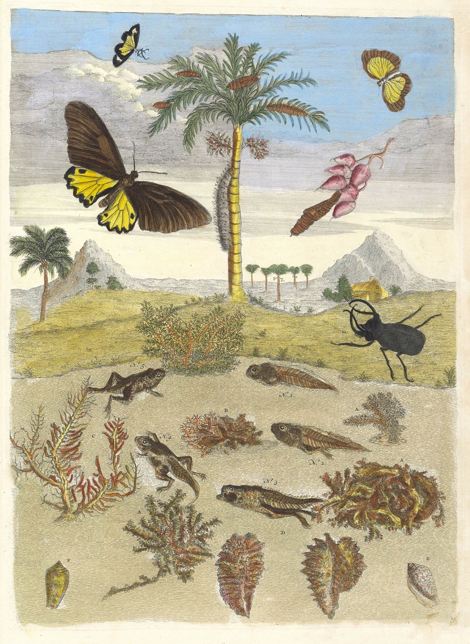 Hjortebille, amfibier og palmetrær. Fra boken Metamorphosis insectorum..., 1705. av Maria Sibylla Merian