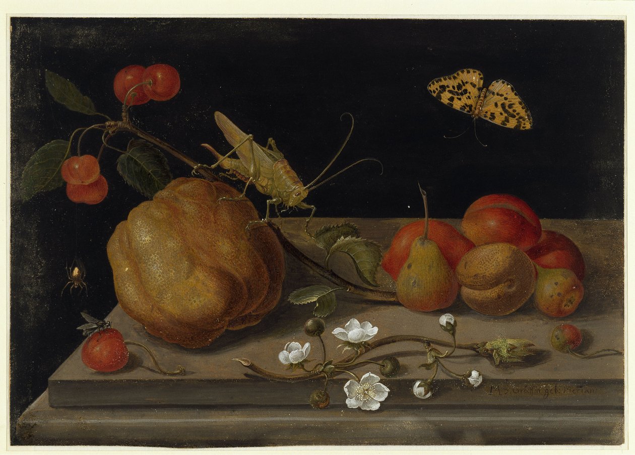 Stilleben med frukt, en gresshoppe og en sommerfugl av Maria Sibylla Merian