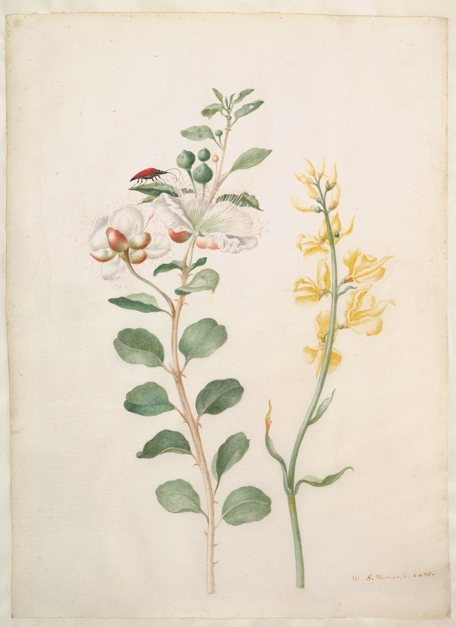 Studie av kapers, tornblad og en bille av Maria Sibylla Merian
