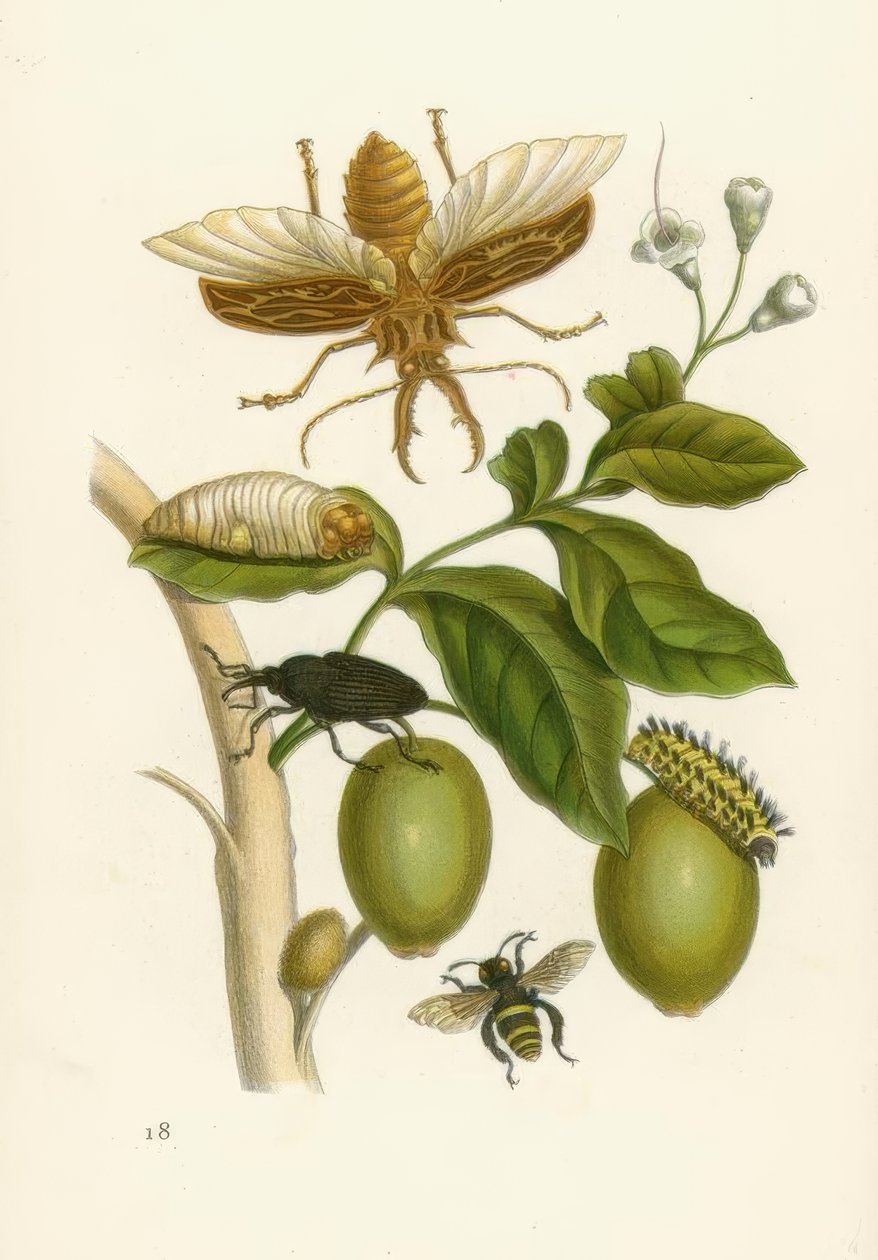 Tarouba-tre, bille ... / M.S.Merian av Maria Sibylla Merian